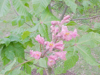 Red Buckeye
