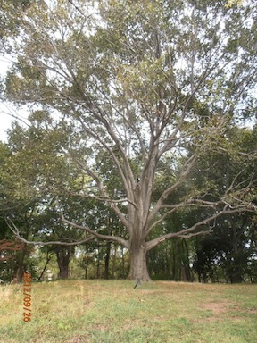 American Beech