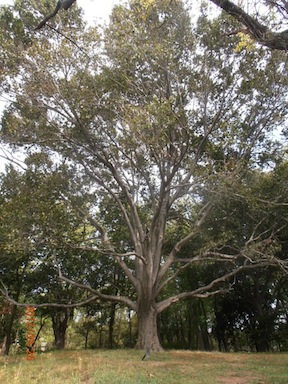 American Beech