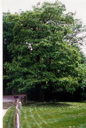 Catalpa