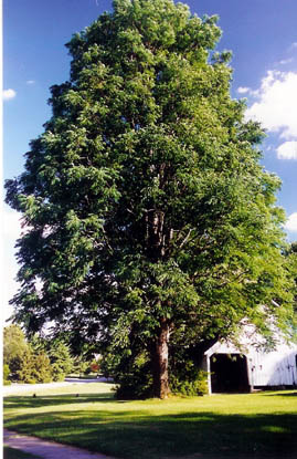 Kentucky Coffeetree