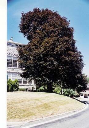 Copper Beech
