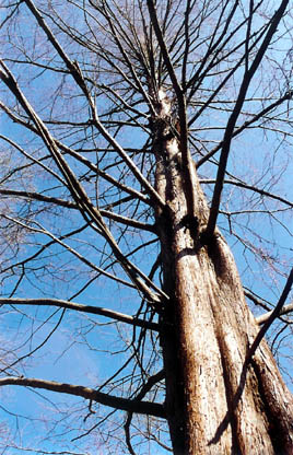 Dawn Redwood