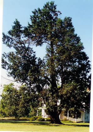 Eastern Hemlock