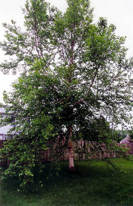 Himalayan Birch