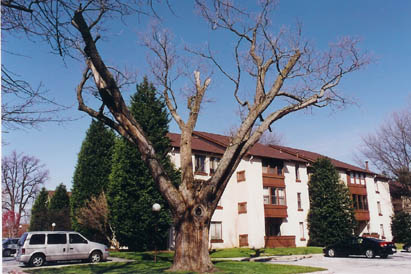 Japanese Pagoda Tree