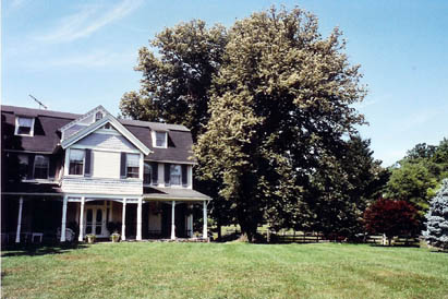 European Linden