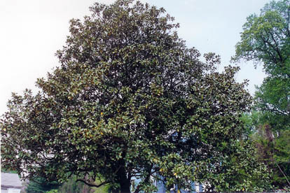 Southern Magnolia