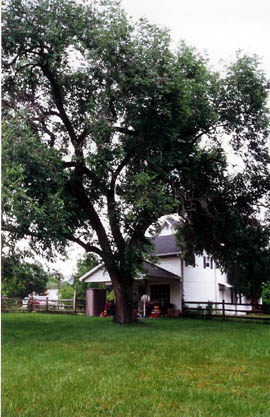 Siberian Elm