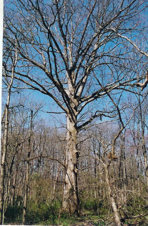 Swamp White Oak