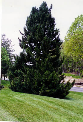 Umbrella Pine