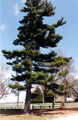 White Pine