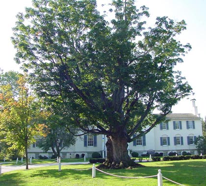 Sugar Maple