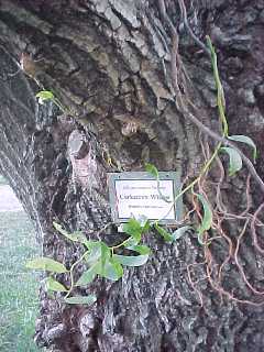 Corkscrew Willow