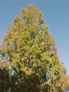 Bald Cypress