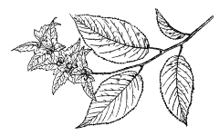 Hornbeam