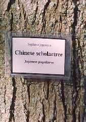 Sophora japonica tag