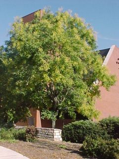 Chinese Scholartree