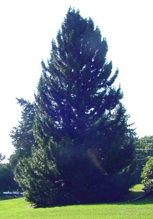 Umbrella Pine